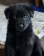 German Shepherd Puppies for sale in Cottageville, SC 29435, USA. price: $1,000