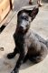 German Shepherd Puppies for sale in Sacramento, California. price: $800