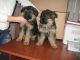 German Shepherd Puppies for sale in Albany, Louisiana. price: $800