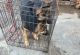 German Shepherd Puppies for sale in Broadway, North Carolina. price: $300