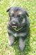 German Shepherd Puppies for sale in Kingsport, Tennessee. price: $800