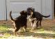 German Shepherd Puppies for sale in Miccosukee, FL 32309, USA. price: NA