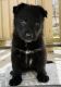 German Shepherd Puppies for sale in Scituate, RI, USA. price: $1,200