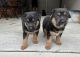 German Shepherd Puppies for sale in Queanbeyan, New South Wales. price: NA