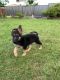 German Shepherd Puppies for sale in Sydney, New South Wales. price: $1,400