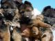 German Shepherd Puppies for sale in Kumba, Cameroon. price: NA