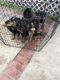 German Shepherd Puppies for sale in Riverside, California. price: $150