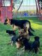 German Shepherd Puppies for sale in Fowler, CA 93625, USA. price: $550