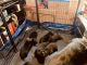 German Shepherd Puppies for sale in Kellyville, OK, USA. price: $1,200