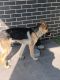 German Shepherd Puppies for sale in Epping, Victoria. price: $1,200