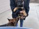 German Shepherd Puppies for sale in Fowler, CA 93625, USA. price: $350