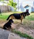 German Shepherd Puppies for sale in Sydney, New South Wales. price: $2,200