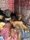 German Shepherd Puppies for sale in Santa Clarita, California. price: $550