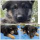 German Shepherd Puppies for sale in Glade Spring, Virginia. price: $500