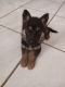 German Shepherd Puppies for sale in Houston, Texas. price: $900