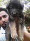German Shepherd Puppies for sale in Thrissur, Kerala 680001, India. price: 12000 INR