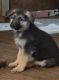German Shepherd Puppies for sale in Elizabeth, Colorado. price: $800