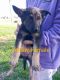 German Shepherd Puppies for sale in Greenville, North Carolina. price: $1,000