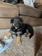 German Shepherd Puppies for sale in Saginaw, Michigan. price: $1,000