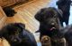 German Shepherd Puppies for sale in Inkster, MI 48141, USA. price: $350