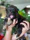 German Shepherd Puppies for sale in Fresno, California. price: $950