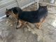 German Shepherd Puppies for sale in San Antonio, TX 78253, USA. price: $2,500