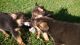 German Shepherd Puppies for sale in St. Louis, MO, USA. price: NA