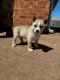 German Shepherd Puppies for sale in Lawton, Oklahoma. price: $200