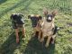 German Shepherd Puppies for sale in Canastota, New York. price: $1,800