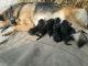 German Shepherd Puppies for sale in Gorakhpur, Uttar Pradesh 273001, India. price: 8000 INR