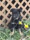 German Shepherd Puppies for sale in Cass City, Michigan. price: NA