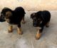 German Shepherd Puppies for sale in Pali, Rajasthan 306401, India. price: 15000 INR