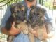 German Shepherd Puppies for sale in New Delhi, Delhi 110001, India. price: 10000 INR