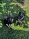 German Shepherd Puppies for sale in Everett, Washington. price: $300