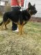 German Shepherd Puppies for sale in Ravenna, OH 44266, USA. price: NA
