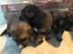 German Shepherd Puppies for sale in Lancaster, California. price: $300