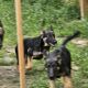 German Shepherd Puppies for sale in Albany, Oregon. price: $300