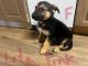 German Shepherd Puppies for sale in Chesterfield, Virginia. price: $500