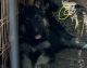 German Shepherd Puppies for sale in Athens, Alabama. price: $500