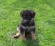German Shepherd Puppies for sale in Hartford, CT, USA. price: $380