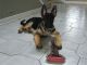 German Shepherd Puppies for sale in Erie, PA, USA. price: $380