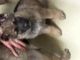 German Shepherd Puppies for sale in Altamont, TN, USA. price: $600
