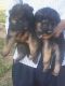 German Shepherd Puppies for sale in Rewari, Haryana 123401, India. price: 3500 INR