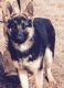 German Shepherd Puppies for sale in Anderson, AL, USA. price: NA