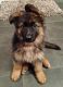 German Shepherd Puppies for sale in Amarillo, TX, USA. price: $400