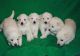 German Shepherd Puppies for sale in Laredo, TX, USA. price: NA