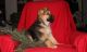 German Shepherd Puppies for sale in Overland Park, KS, USA. price: NA