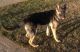 German Shepherd Puppies for sale in Moscow Mills, MO, USA. price: NA