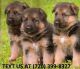 German Shepherd Puppies for sale in Inwood, WV, USA. price: NA