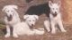 German Shepherd Puppies for sale in Jeffersonville, GA 31044, USA. price: NA